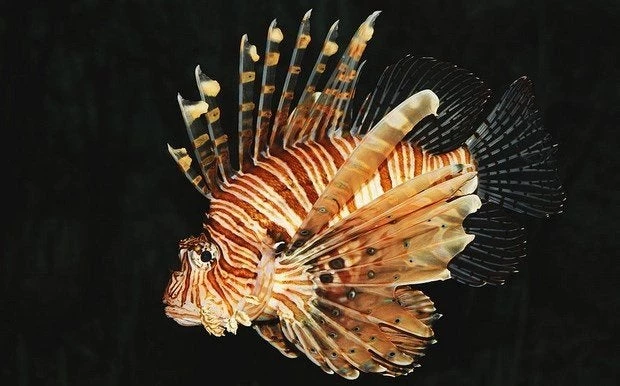 Αυτά είναι τα δηλητηριώδη και τοξικά ξενικά είδη των Ελληνικών Θαλασσών – Δείτε εικόνες